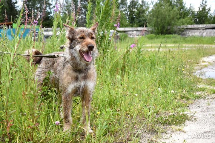 Харизматичная бородулька, собака