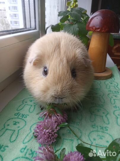 Морская свинка мальчик