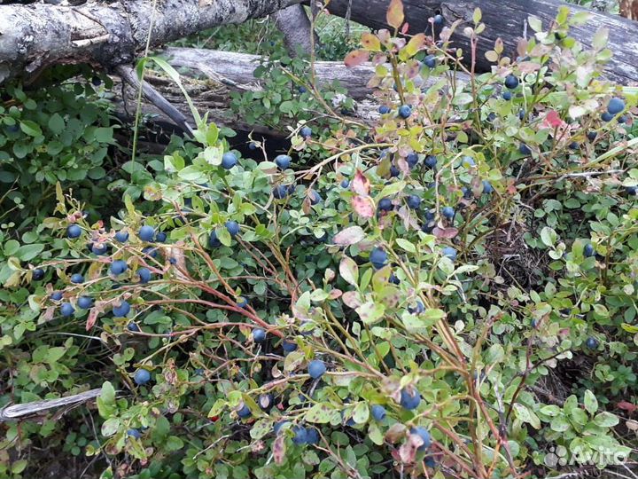 Черника брусника ягоды