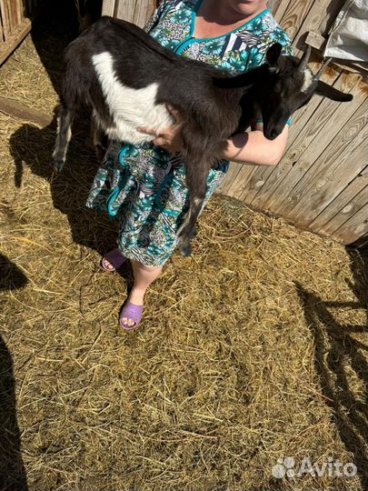 Козы, козлята, козёл на племя