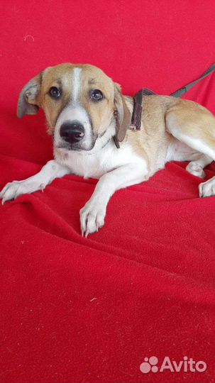 Собачки в добрые руки