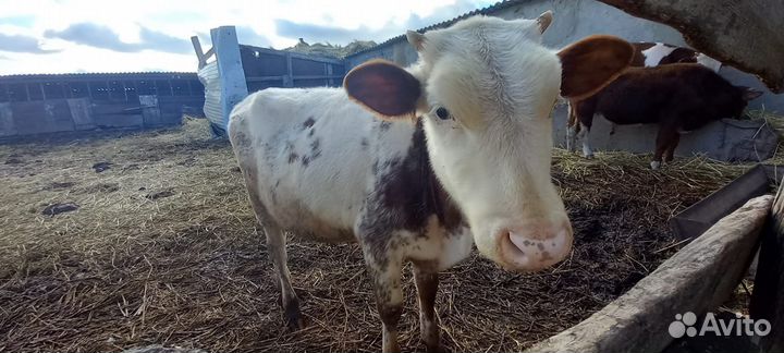 Бычки и телки