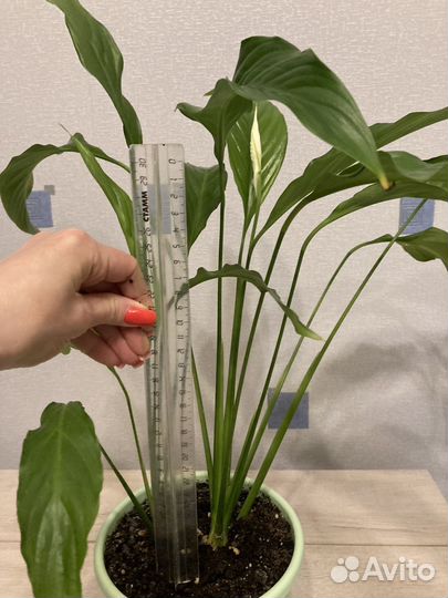 Спатифиллум