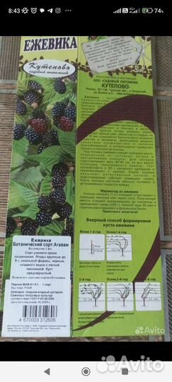 Мелисса, мята перечная