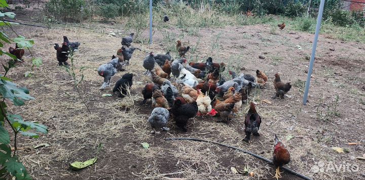 Молодые петушки + молодки