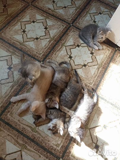Котята в добрые руки