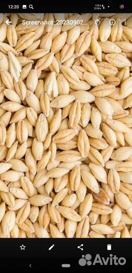 Зерно пшеница