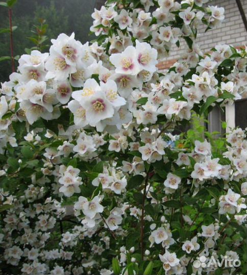 Чубушник необычный