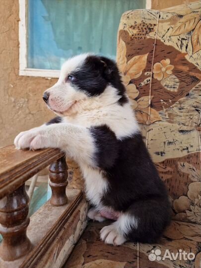 Щенки алабая