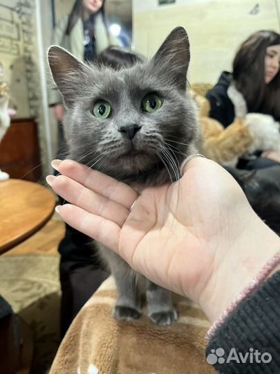 Кот в добрые руки