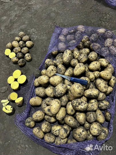 Картошка Капуста Лук только оптом продаем