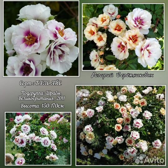 Розы кустовые Саженцы роз зкс шрабы