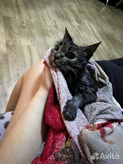 Кошка