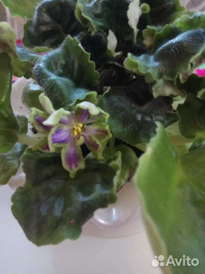 Комнатные растения, Глоксиния, Кроссандра