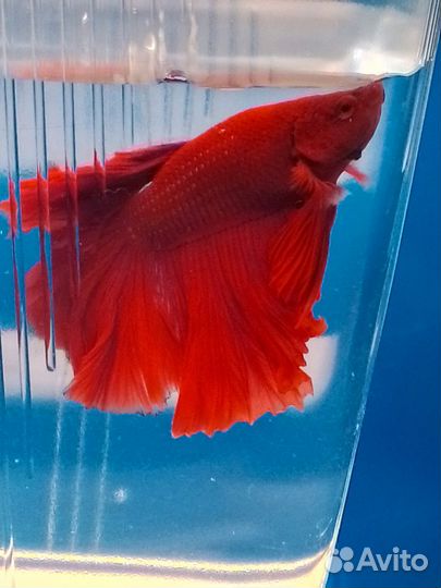 Аквариумная рыбка Петушок