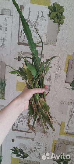 Эпифиллум кактус без горшка с корнями. Много