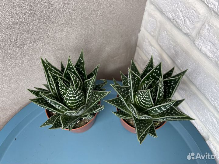 Суккуленты хавортия комнатные цветы