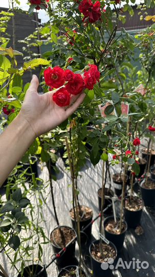 Роза штамбовая