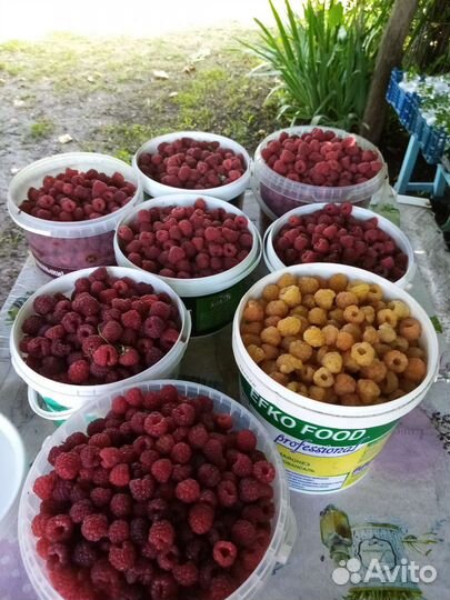 Саженцы ремонтантной малины