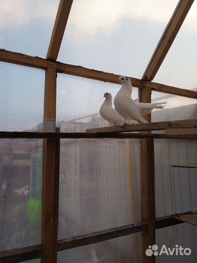 Продажа статных голубей