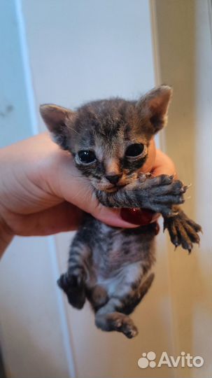 Отдам котенка в добрые руки