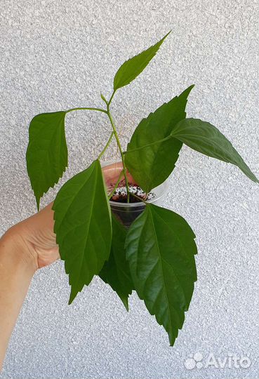 Гибискус сортовый