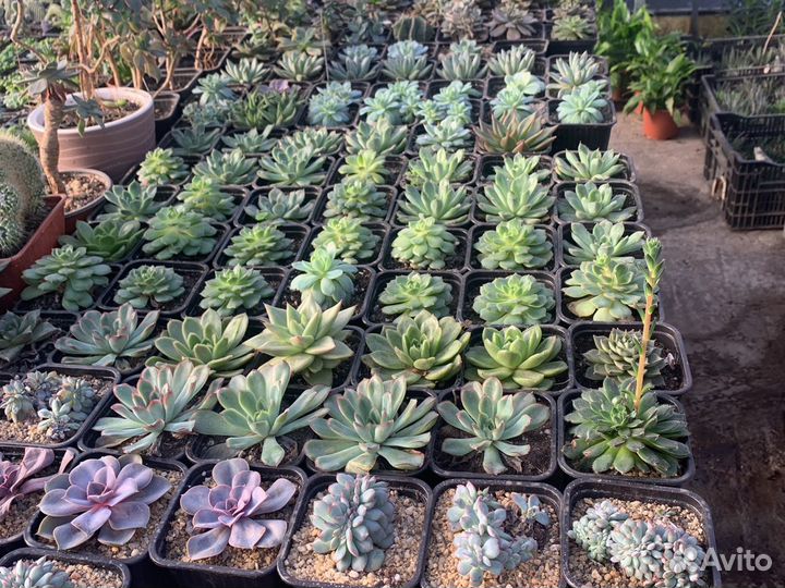 Эхеверия, разные сорта из питомника растений