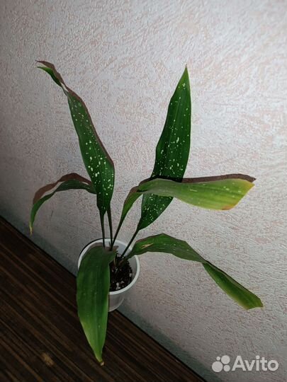 Аспидистра Милки Вей