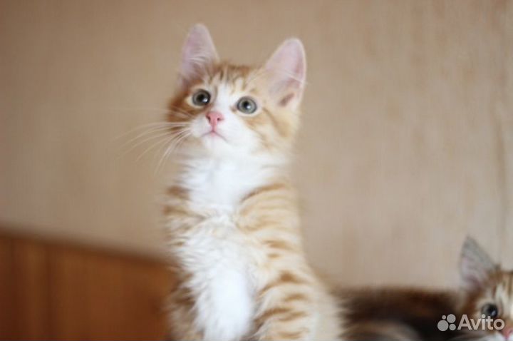 Рыжий котёнок мальчик в добрые руки