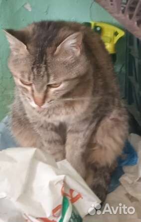 Кошечка стерилизованная