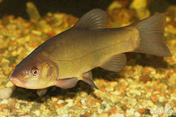 Рыба для пруда Малек-Линь. Вьюн. Амур. Карп