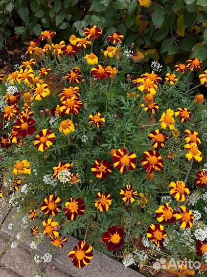 Бархатцы низкорослые