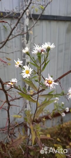 Цветы октябринки