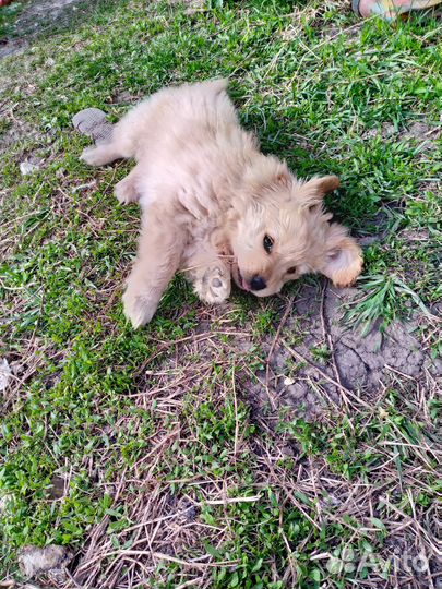 Щенки бесплатно в добрые ответственные руки