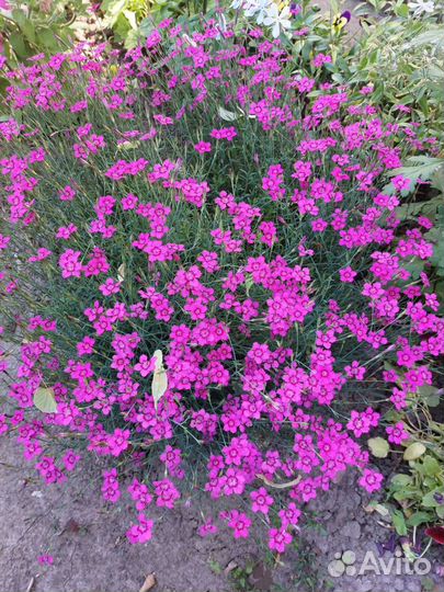 Примула горянка гвоздика французская ромашка др-2