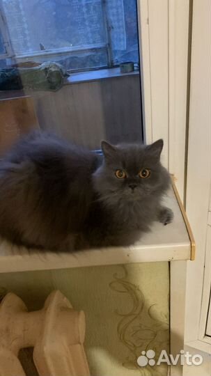 Кошка в дар бесплатно