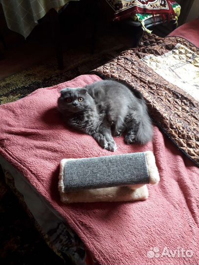 Когтеточка