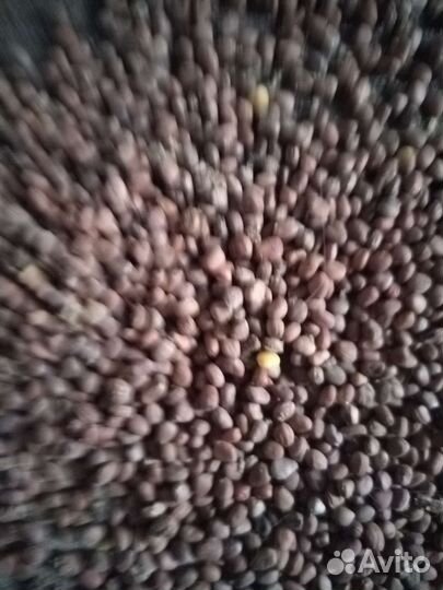 Семена перко