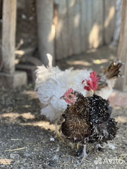 Карликовые цыплята