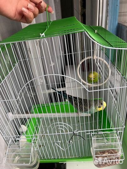 Клетка с двумя попугаями