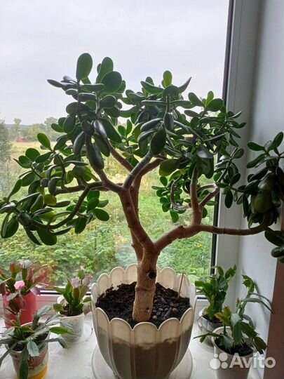 Денежное дерево (Толстянка), Декабрист взрослое