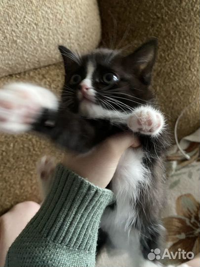 Отлам котят