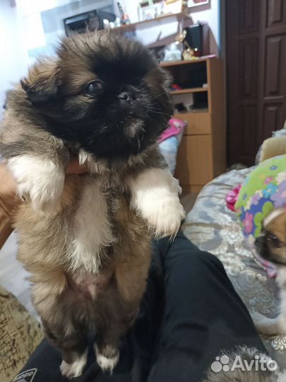 Щенки пекинеса