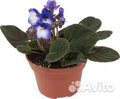 Комнатные цветы бесплатно