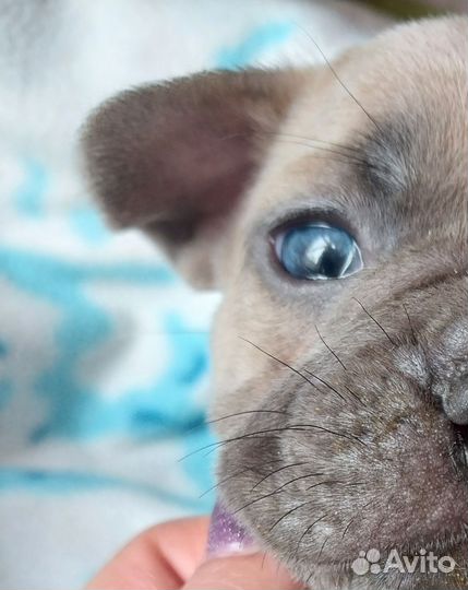 Французский бульдог