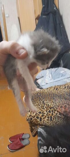 Котята в добрые руки бесплатно