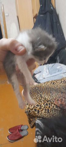 Котята в добрые руки бесплатно