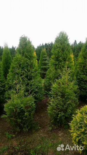 Туя Смарагд, Колумна, Брабант опт