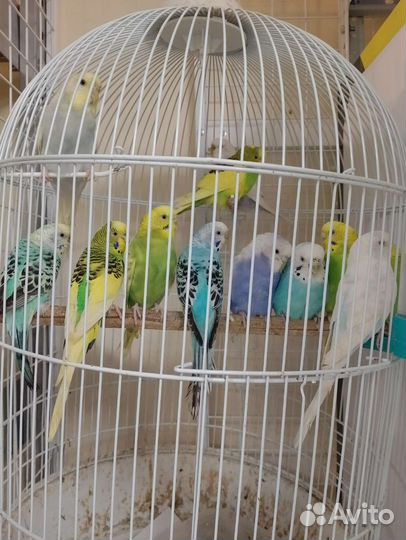 Морская свинка