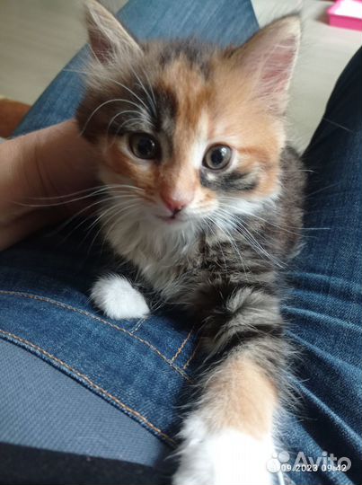 Котёнок трёхцветный девочка